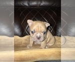 Small #6 French Bulldog