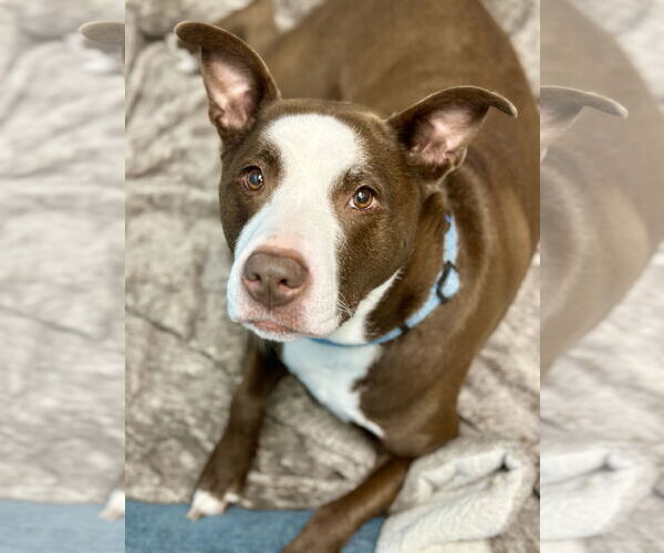 Medium Photo #33 American Pit Bull Terrier-Labrador Retriever Mix Puppy For Sale in West Cornwall, CT, USA