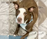 Small #32 American Pit Bull Terrier-Labrador Retriever Mix