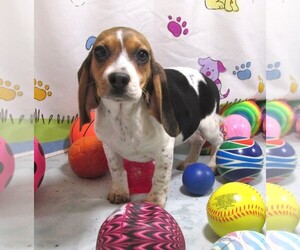 Beagle Puppy for sale in RATTAN, OK, USA