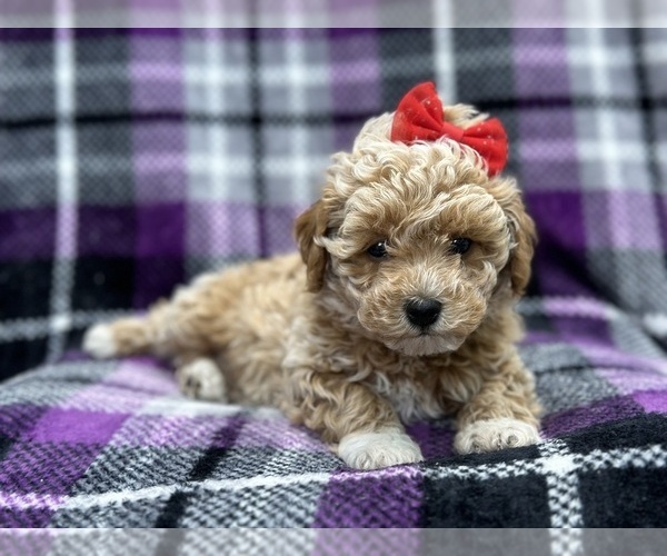 Medium Photo #9 Poovanese Puppy For Sale in LAKELAND, FL, USA