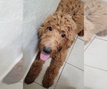 Small Photo #15 Goldendoodle Puppy For Sale in ADELANTO, CA, USA