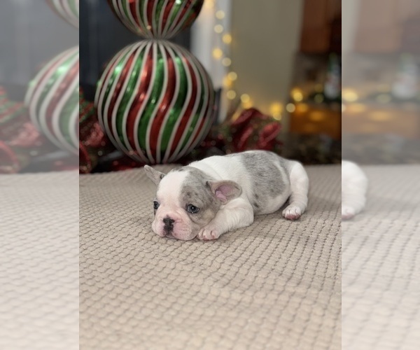 Medium Photo #11 French Bulldog Puppy For Sale in HILTON, NY, USA