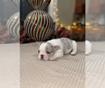 Small Photo #11 French Bulldog Puppy For Sale in HILTON, NY, USA