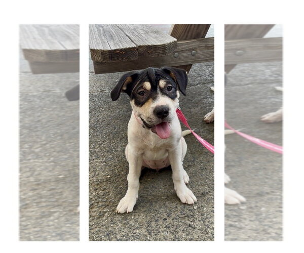 Medium Photo #3 Labrador Retriever-Unknown Mix Puppy For Sale in Mooresville, NC, USA