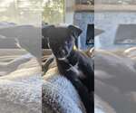 Small #7 Chihuahua Mix