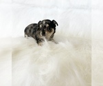 Small #3 Chihuahua