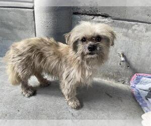 Medium Shih Tzu Mix