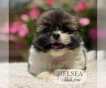 Small #5 Shih Tzu
