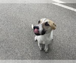 Labrador Retriever-Unknown Mix Dogs for adoption in Houston, TX, USA