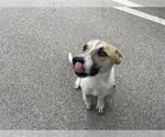 Small Labrador Retriever Mix