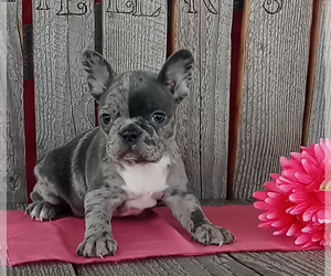 Faux Frenchbo Bulldog Puppy for sale in FREDERICKSBURG, OH, USA