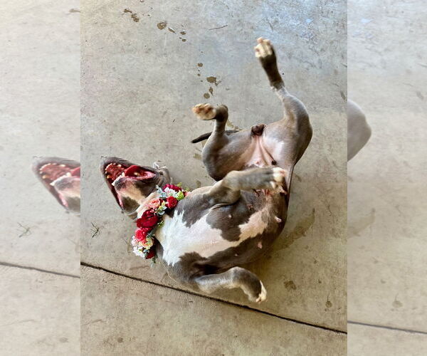 Medium Photo #4 American Pit Bull Terrier-American Staffordshire Terrier Mix Puppy For Sale in Redlands, CA, USA