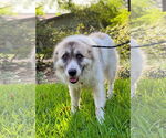 Small #2 Great Pyrenees