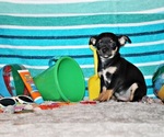 Small #2 Chihuahua