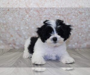 Maltipoo Puppy for sale in MARIETTA, GA, USA