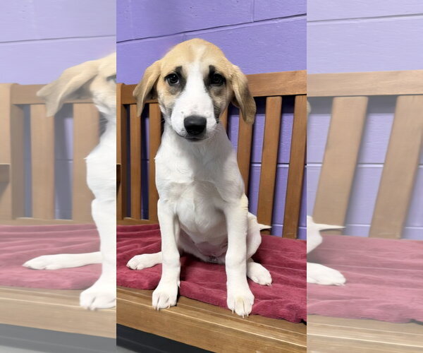 Medium Photo #2 Labrenees Puppy For Sale in Genesee, WI, USA