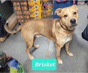 Brisket - Male Catahoula Leopard Dog-Unknown Mix Dog for Adoption - Photo #3