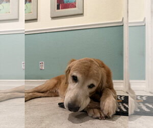 Nike 1524 - Male Golden Retriever Dog for Adoption - Photo #5