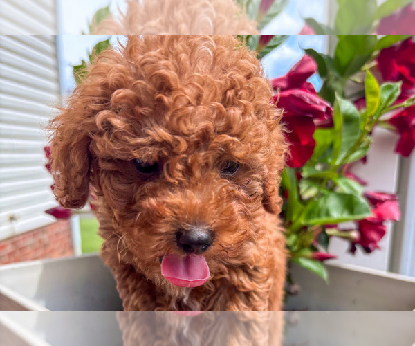 Medium Photo #5 Poodle (Miniature) Puppy For Sale in NATHALIE, VA, USA