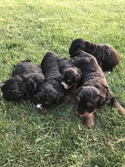 Miniature Bernedoodle Puppy for sale in SIGOURNEY, IA, USA