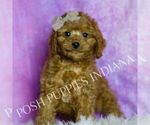 Small Photo #46 Cavapoo (Miniature) Puppy For Sale in WARSAW, IN, USA