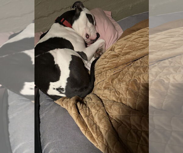 Medium Photo #2 American Staffordshire Terrier-Unknown Mix Puppy For Sale in Dana Point, CA, USA