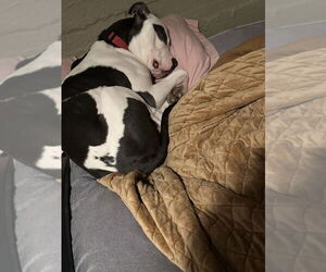 Petey - Male American Staffordshire Terrier-Unknown Mix Dog for Adoption - Photo #2