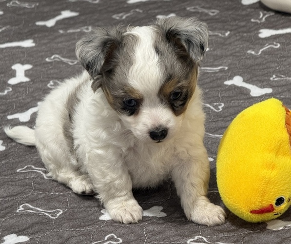 Medium Photo #7 Chihuahua Puppy For Sale in MARCUS, IA, USA
