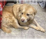 Small #4 Golden Pyrenees