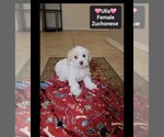 Small #2 Havanese-Zuchon Mix