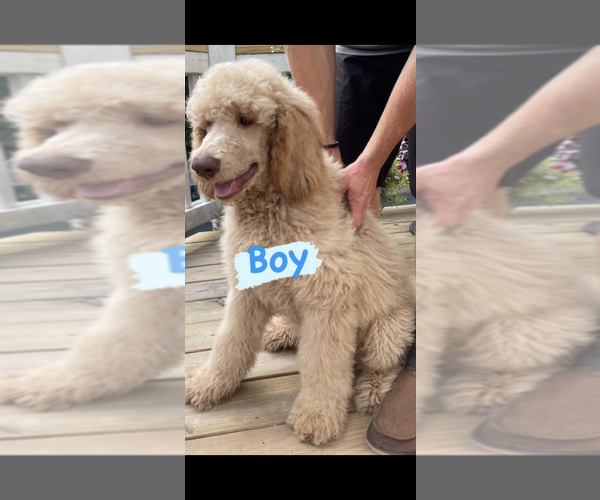 Medium Photo #2 Poodle (Standard) Puppy For Sale in KITTY HAWK, NC, USA