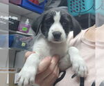 Small #2 Labrador Retriever Mix