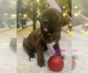 Boxer-Mastiff Mix Puppy for sale in COLORADO SPRINGS, CO, USA