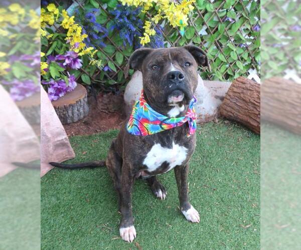 Medium Photo #1 Staffordshire Bull Terrier-Unknown Mix Puppy For Sale in Oklahoma City, OK, USA