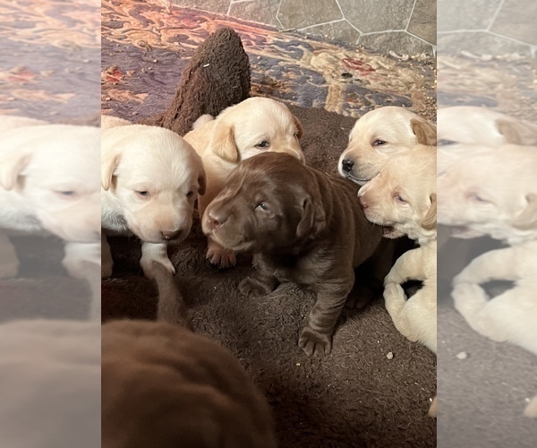 Medium Photo #9 Labrador Retriever Puppy For Sale in HUDSON, CO, USA