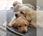 Puppy Blue collar Labrador Retriever