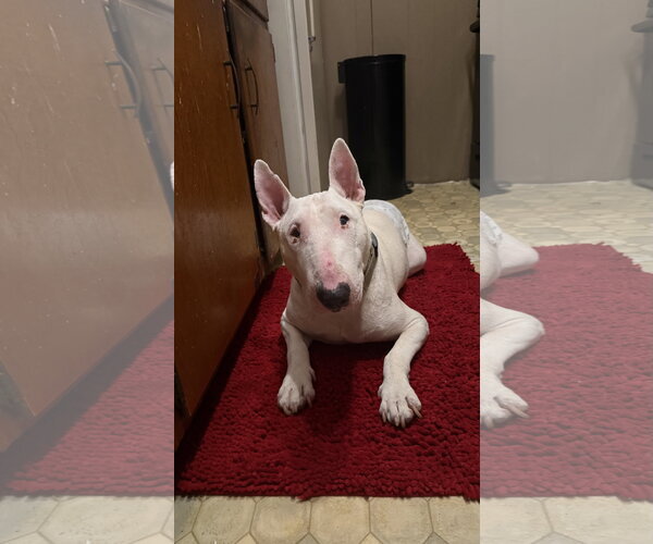 Medium Photo #2 Bull Terrier Puppy For Sale in Landenberg, PA, USA