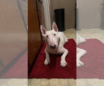 Small #1 Bull Terrier