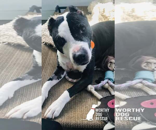 Medium Photo #3 American Staffordshire Terrier-Unknown Mix Puppy For Sale in Arlington, VA, USA