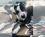 Small #2 American Staffordshire Terrier Mix