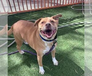 JAMES BROWN - Male Mutt Dog for Adoption - Photo #2