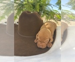 Small Photo #10 Vizsla Puppy For Sale in AGUA DULCE, CA, USA