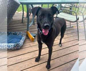 Labrador Retriever-Unknown Mix Dogs for adoption in New Oxford , PA, USA