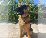 Small Photo #236 German Shepherd Dog Puppy For Sale in WELLINGTON, FL, USA