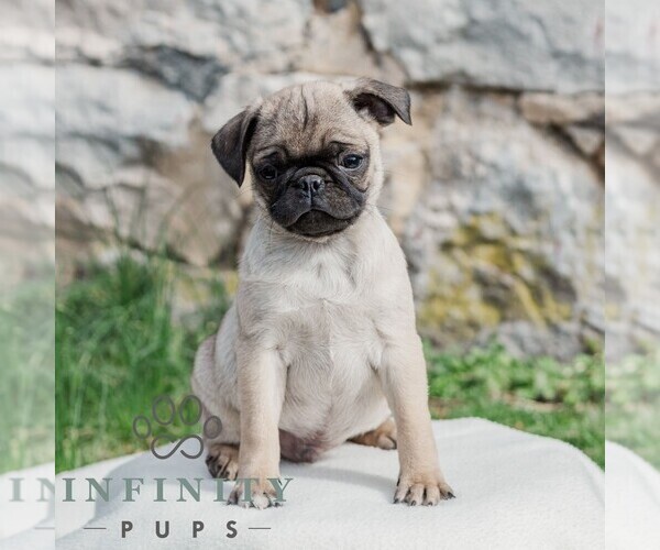 Medium Photo #1 Pug Puppy For Sale in CHAMBERSBURG, PA, USA
