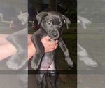 Small #5 German Shepherd Dog Mix