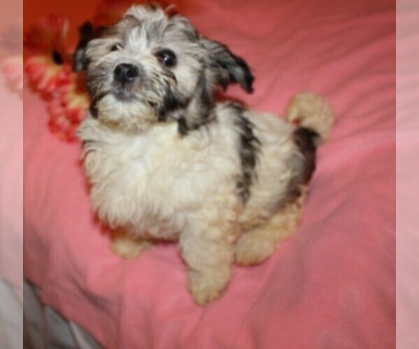 Medium Photo #1 Havanese Puppy For Sale in THAYER, KS, USA