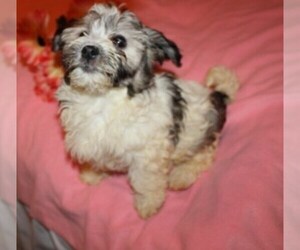 Havanese Puppy for sale in THAYER, KS, USA