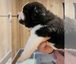 Small #2 Cane Corso-Saint Bernard Mix